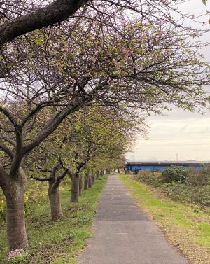 狂い咲きの河津桜2