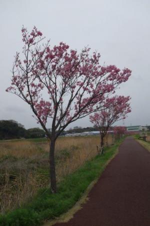 開花状況１