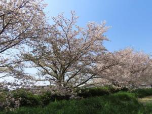 ソメイヨシノ　開花状況１