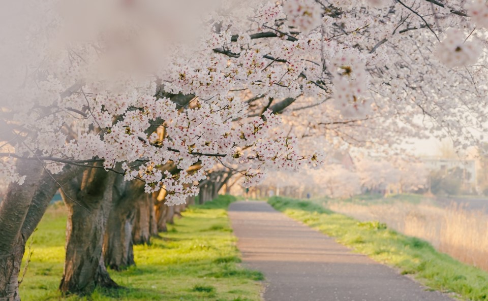 フォトコン桜