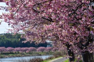 河津桜