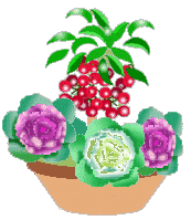 お正月の寄せ植え