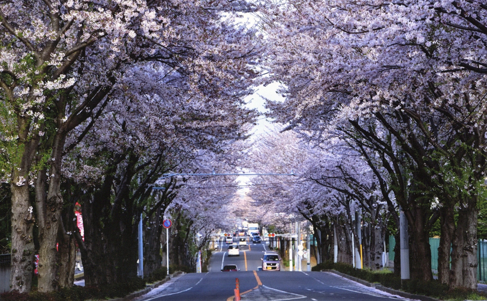 桜2