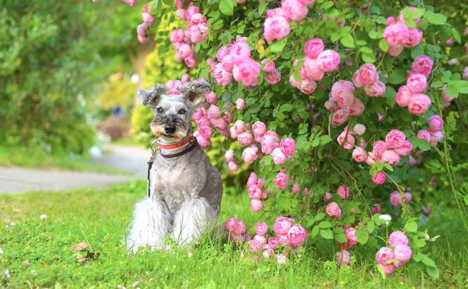 バラと犬