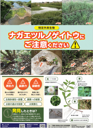 ナガエツルノゲイトウにご注意ください（ポスター）