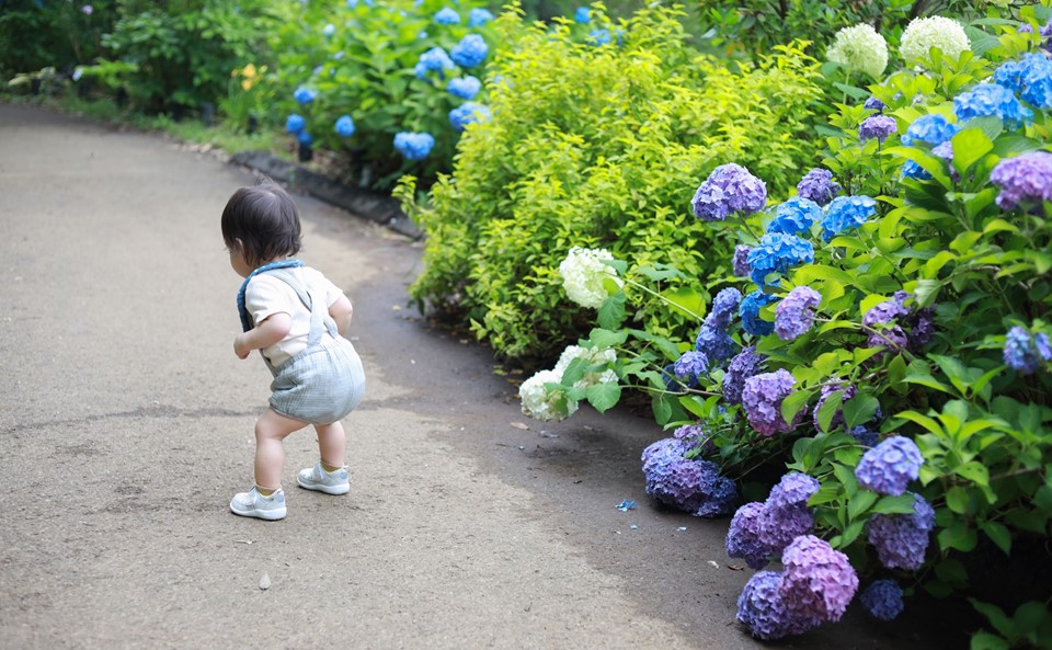 紫陽花