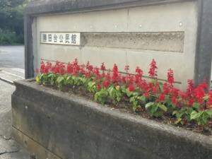 サルビア