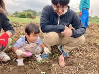 令和7年度さつまいも収穫体験の様子➂