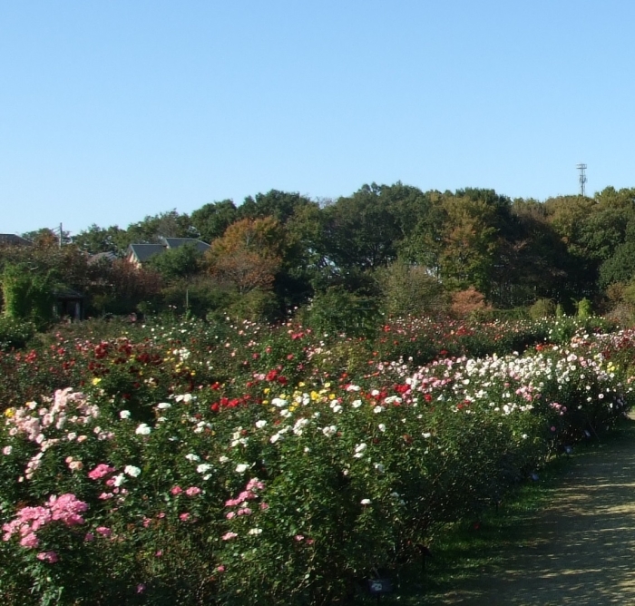 バラ園の風景