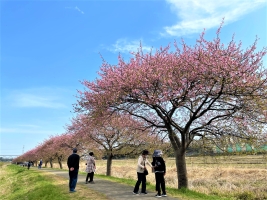 新川千本桜の画像