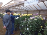 20151024八千代菊花大会