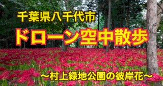 ドローン空中散歩　－村上緑地公園の彼岸花－の画像