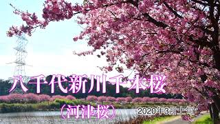 新川千本桜（河津桜）の画像