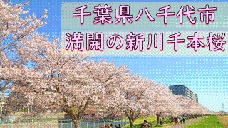 ​満開の新川千本桜（ソメイヨシノ）の画像