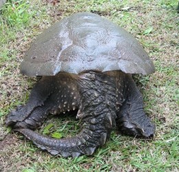 印旛沼周辺で捕獲されたカミツキガメ（後・ワニのようなしっぽが特徴）