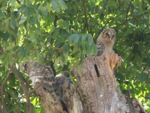 フクロウの画像