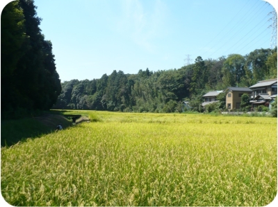 皆さんの力で八千代の里山を守りましょうの画像
