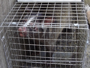 市内で捕獲したハクビシンの画像