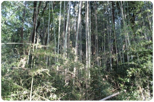 荒廃してしまった森林の画像