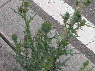 アメリカオニアザミ（開花前）の画像