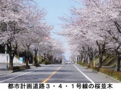 都市計画道路3・4・1号線の桜並木