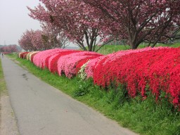 新川遊歩道の画像