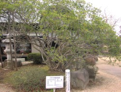 保存樹木の写真