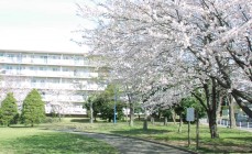 村上中央公園の写真1（広場・桜）の画像1 