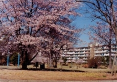 村上中央公園の写真1（広場・桜）の画像2 