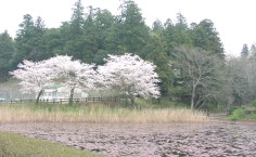 熱田ヶ池公園の写真（桜）