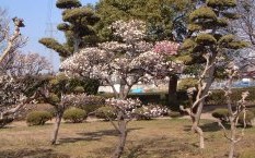大和田新田樹木見本園の写真1