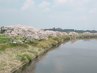 染井吉野6