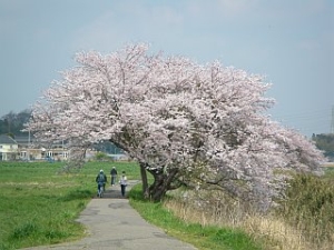 染井吉野7