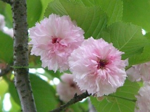 兼六園菊桜2