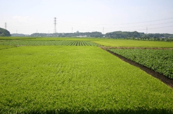 新川（米本）