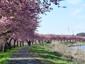 新川千本桜