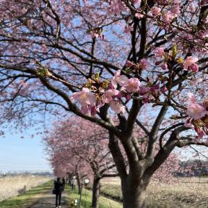 河津桜