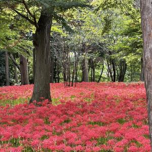 彼岸花