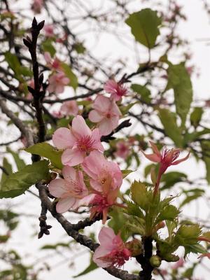 狂い咲きの河津桜