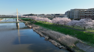 染井吉野