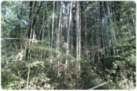 荒廃してしまった森林の画像