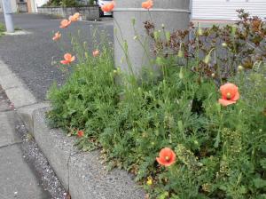 ナガミヒナゲシの花の写真