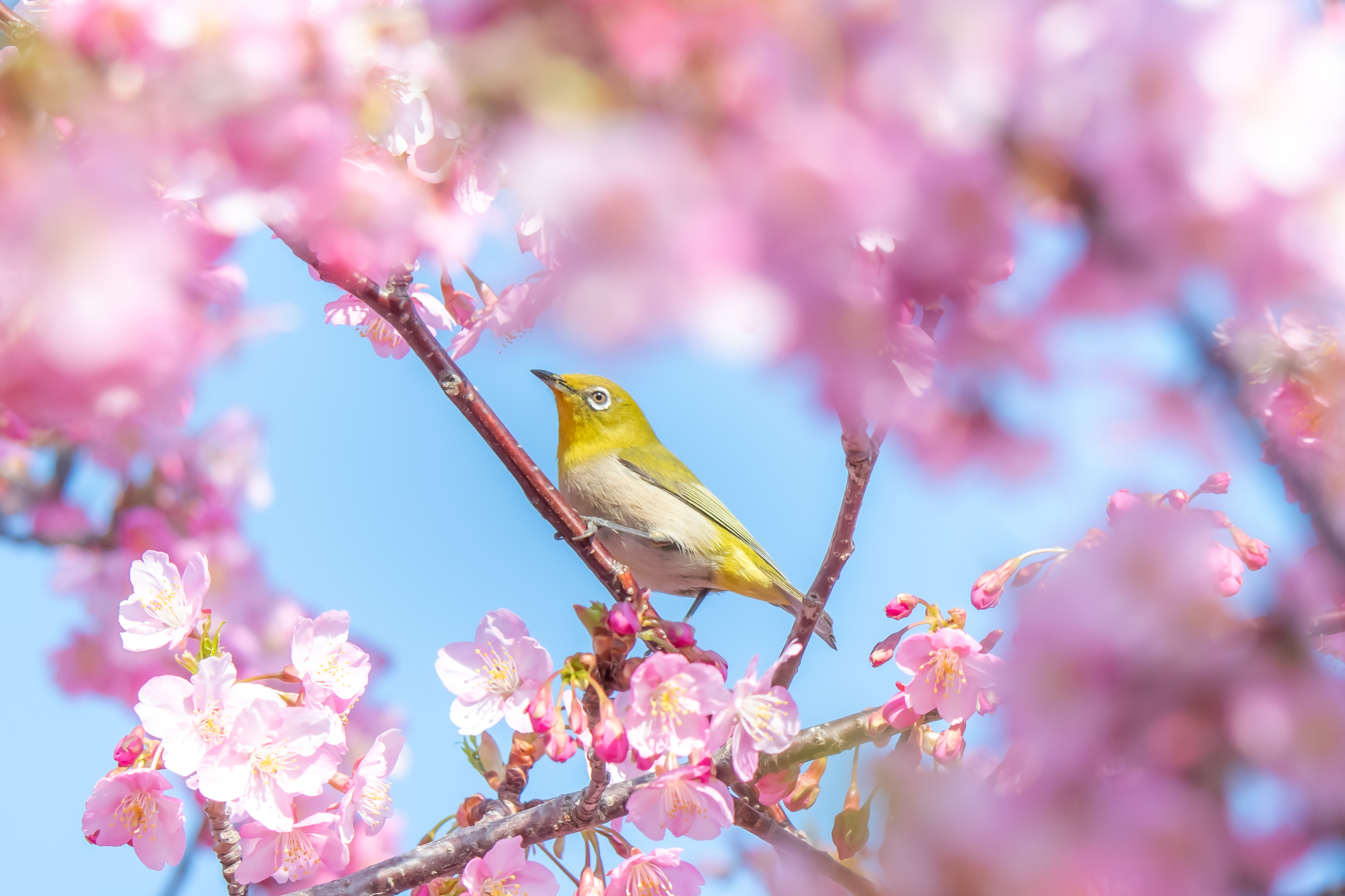 3月なのはな